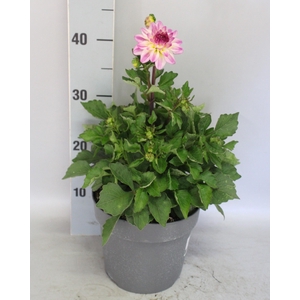 Dahlia 19 cm Rose Bicolour