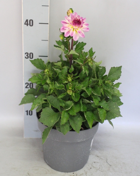 <h4>Dahlia 19 cm Rose Bicolour</h4>