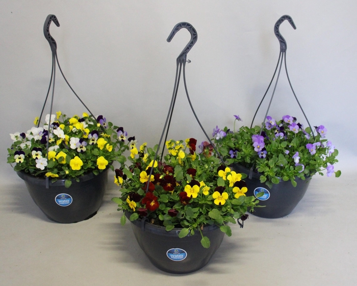<h4>Hangpotten 27 waterreservoir Viola Cornuta Divers</h4>