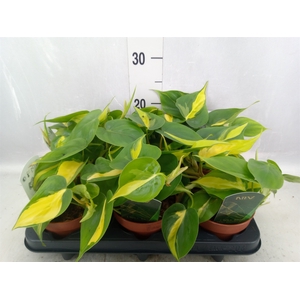 Philodendron scand. 'Brasil'