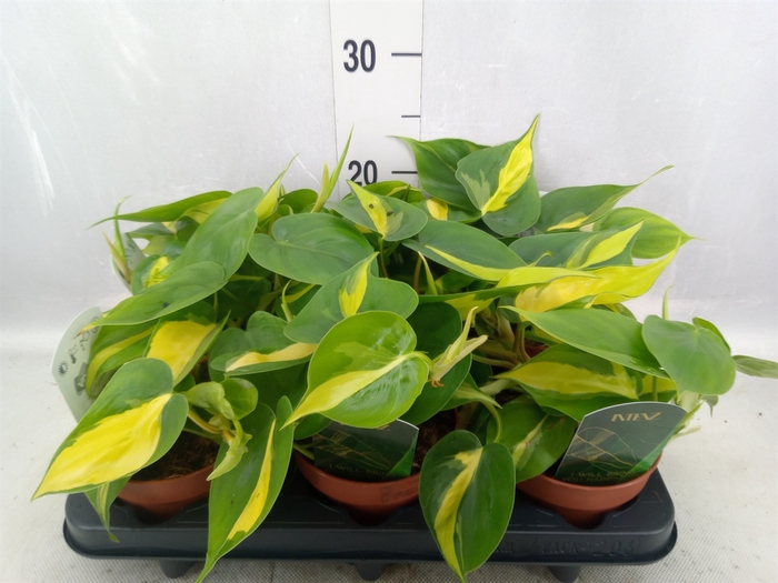 <h4>Philodendron scand. 'Brasil'</h4>