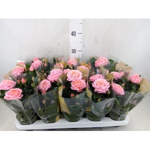 Rosa  'Adele Kordana Grande'