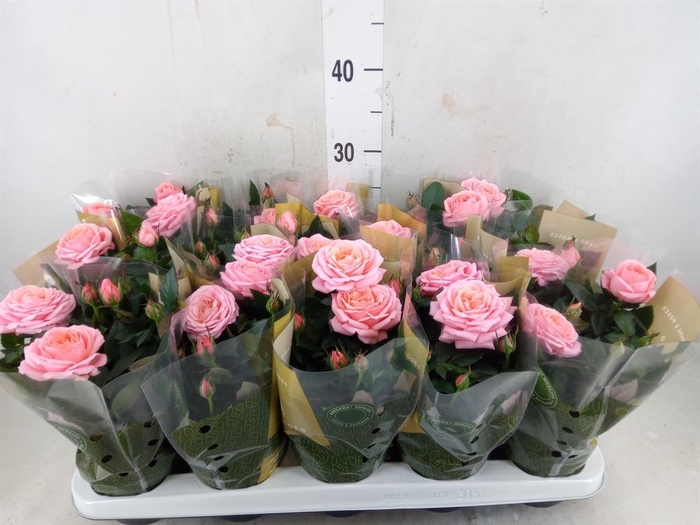 <h4>Rosa  'Adele Kordana Grande'</h4>