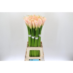 Zantedeschia Eydolls Salmon