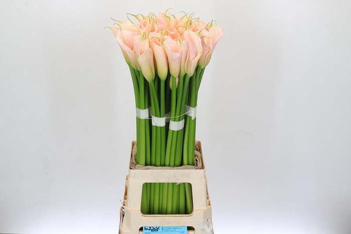 Zantedeschia Eydolls Salmon