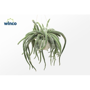 CACTUS OV
