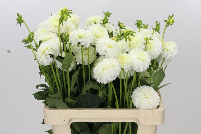 <h4>Dahlia Nettie</h4>