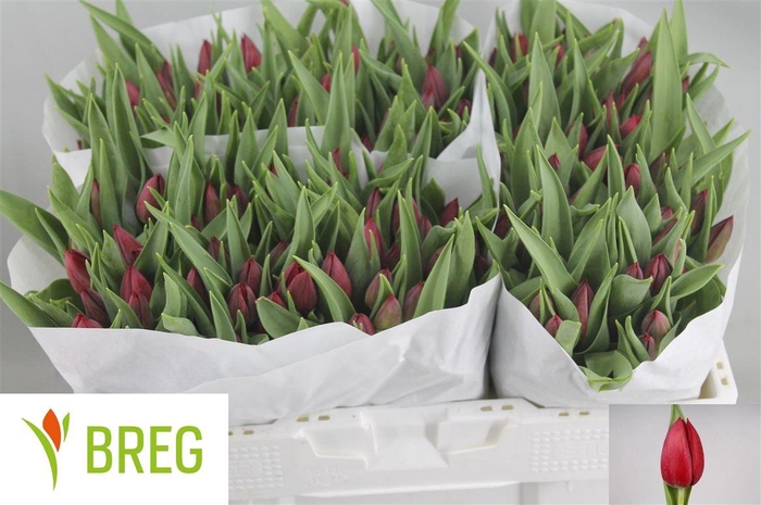 <h4>Tu En Pallada</h4>