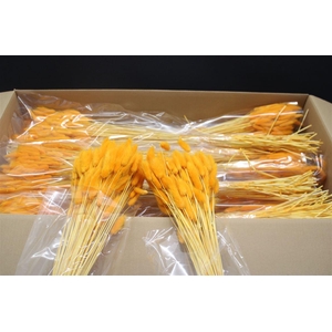 Lagurus Oranje X15