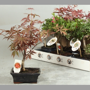 BONSAI GEM