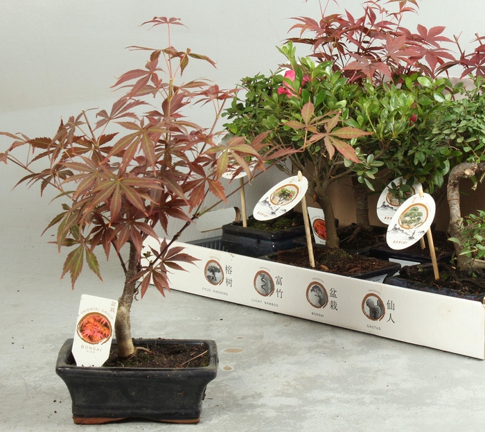 <h4>BONSAI GEM</h4>