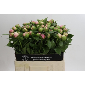 Paeonia Angel Cheeks