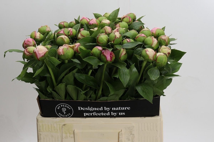 <h4>Paeonia Angel Cheeks</h4>