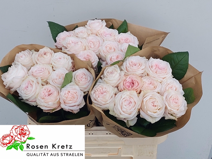 <h4>R GR SUNDERLAND!</h4>