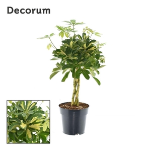 Schefflera Gold Capella vlecht