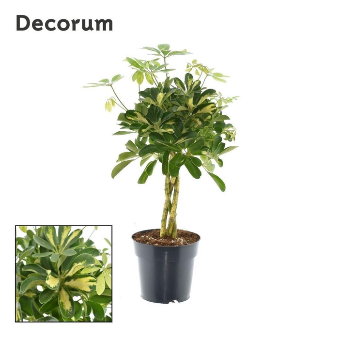 <h4>Schefflera Gold Capella vlecht</h4>