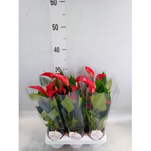 Anthurium  'Banderola Roja'