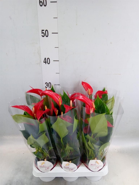 <h4>Anthurium  'Banderola Roja'</h4>