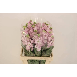 MATTH IRON CHERRY BL