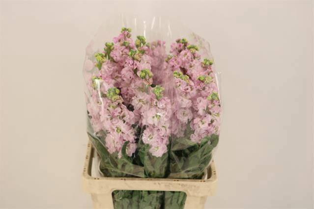 <h4>MATTH IRON CHERRY BL</h4>