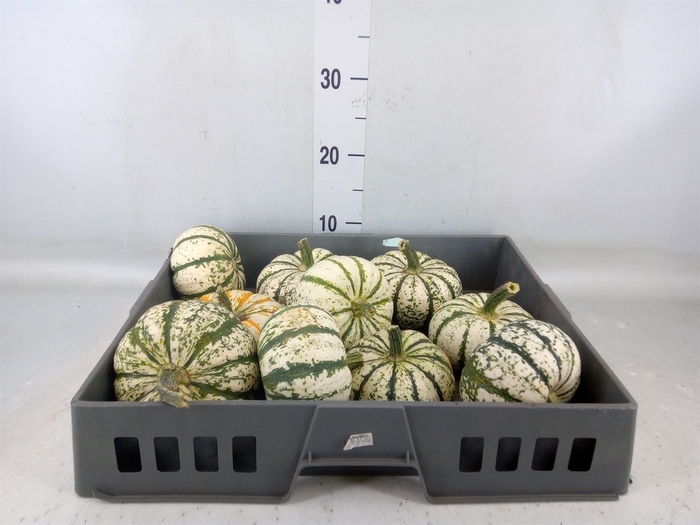 <h4>Cucurbita pepo 'Lil Pump-ke-mon'</h4>