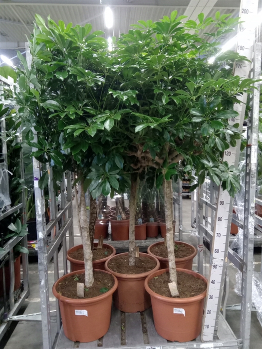 <h4>Schefflera arbor. 'Compacta'</h4>