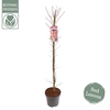 Acer palmatum Skeeters Broom