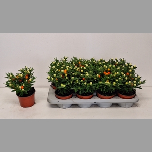SOLAN PSEUDOCAPSIC