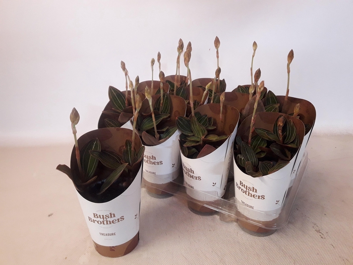 <h4>LUD DISCOLOR</h4>