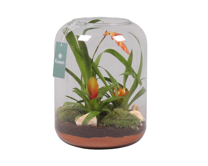 <h4>Green Bottle Isabella XLarge met Bromelia</h4>