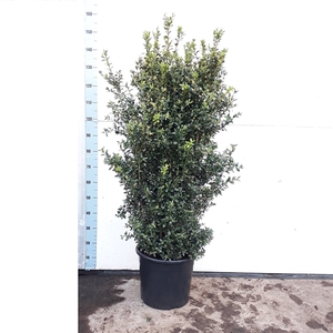 Buxus Sempervirens 100-120cm struik