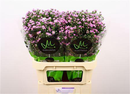 <h4>AST TEENY TINY PINK</h4>