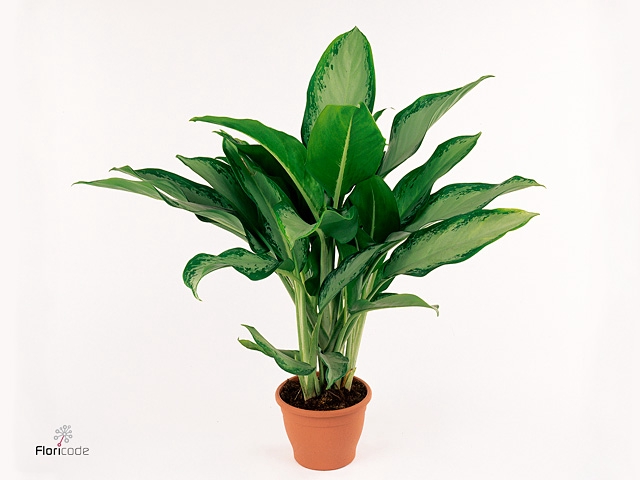 Aglaonema Cleopatra (Decorum)