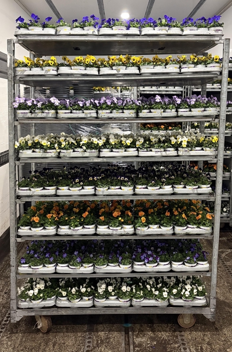 <h4>VIO CO MIXK</h4>