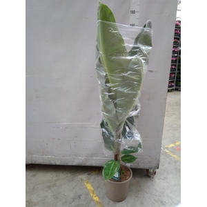 Musa  'Dwarf Cavendish'