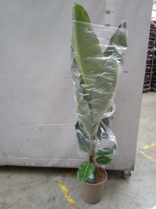<h4>Musa  'Dwarf Cavendish'</h4>