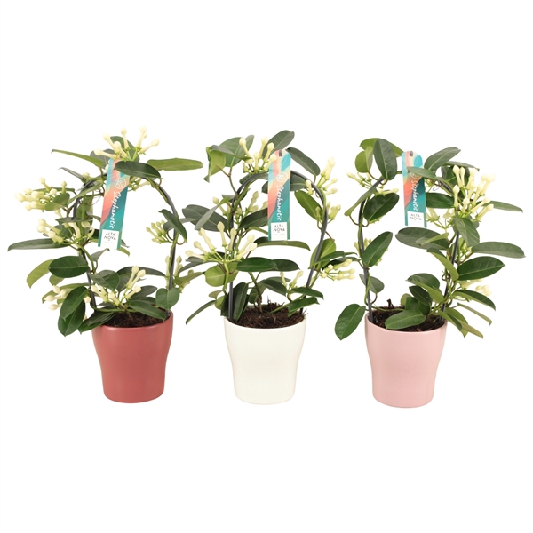 <h4>Stephanotis 7-8 tros boog keramiek Anna mix p13</h4>