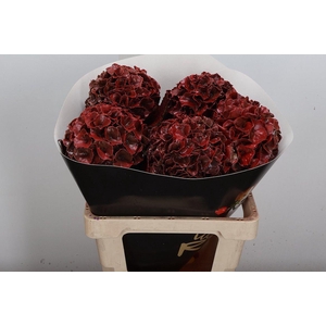 Wax Hydrangea Hydr Wax Paars XL