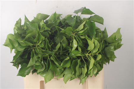 <h4>Hedera Extra Per Pak</h4>