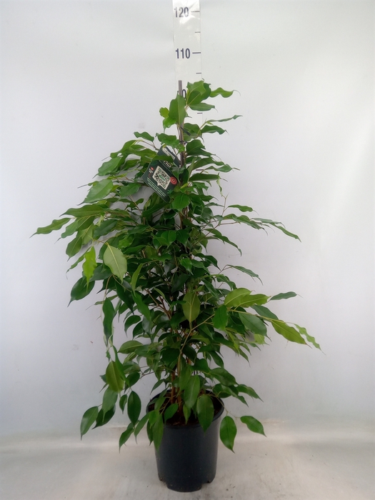 <h4>Ficus benja. 'Exotica'</h4>