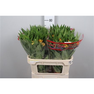 Ascl Incarnata Yellow