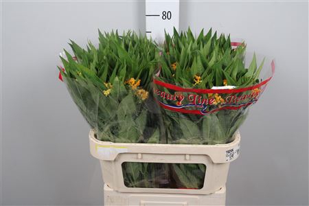 <h4>Ascl Incarnata Yellow</h4>