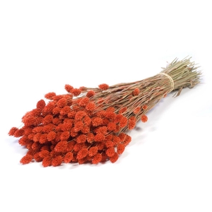 Phalaris Burnt Orange