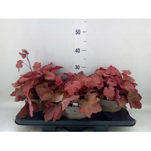 Heuchera  'Indian Summer'   ...mix