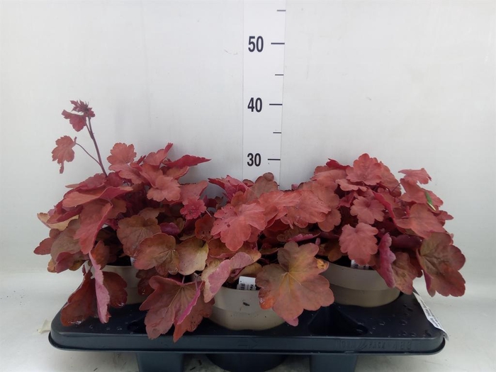 <h4>Heuchera 'Indian Summer' ...mix</h4>