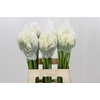 Agapanthus Gletsjer