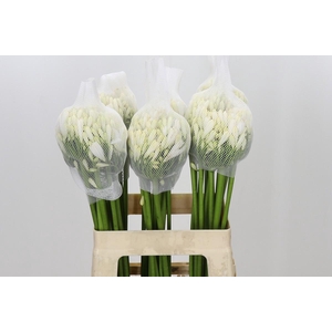 Agapanthus Gletsjer
