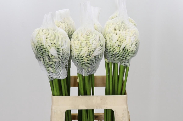 <h4>Agapanthus Gletsjer</h4>
