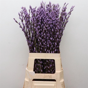 Salix Snow Flake Klb Milka