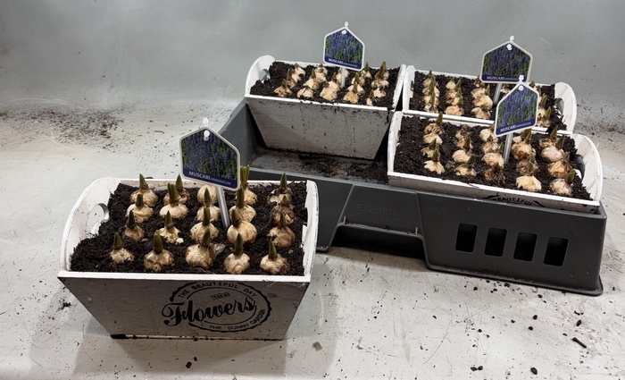 <h4>ARR MUSCARI</h4>